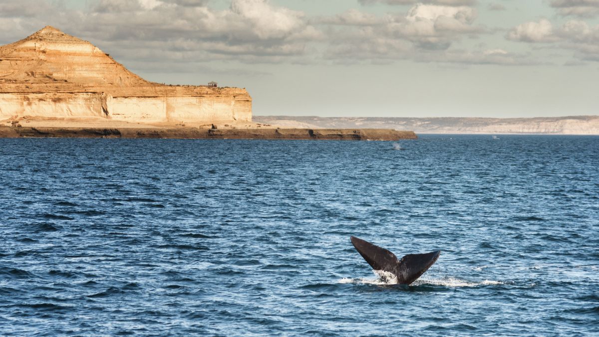 que ver en puerto madryn