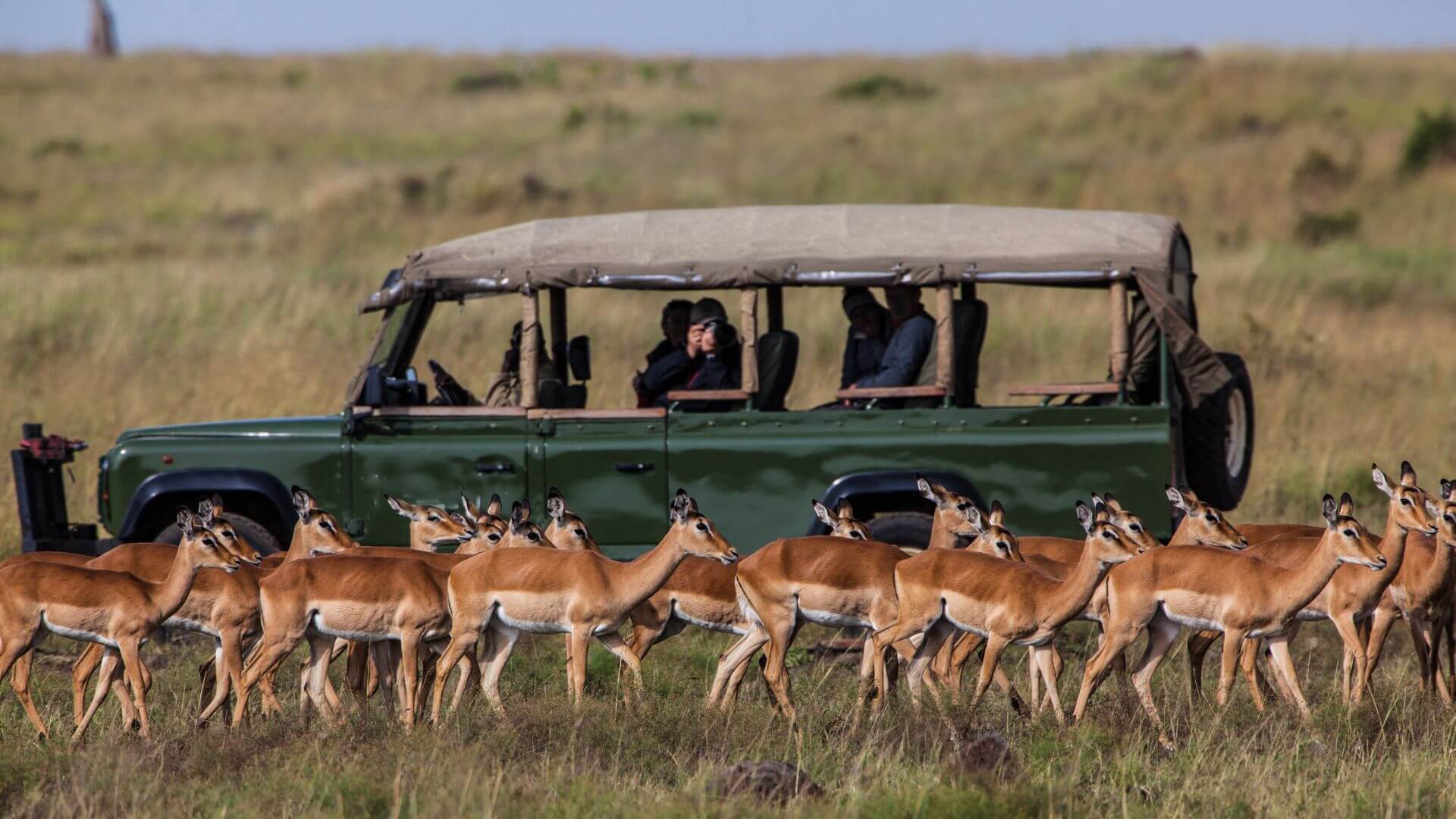 tanzania safari