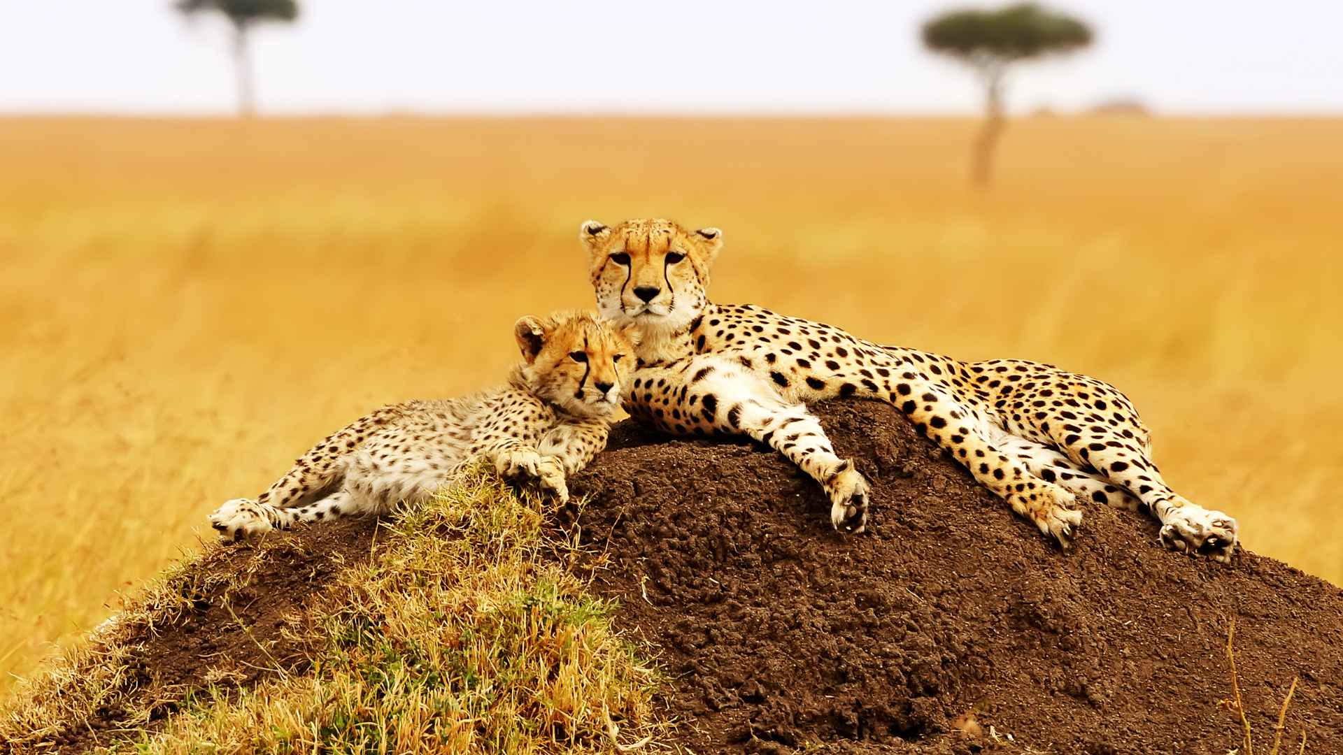 viaje a tanzania en familia