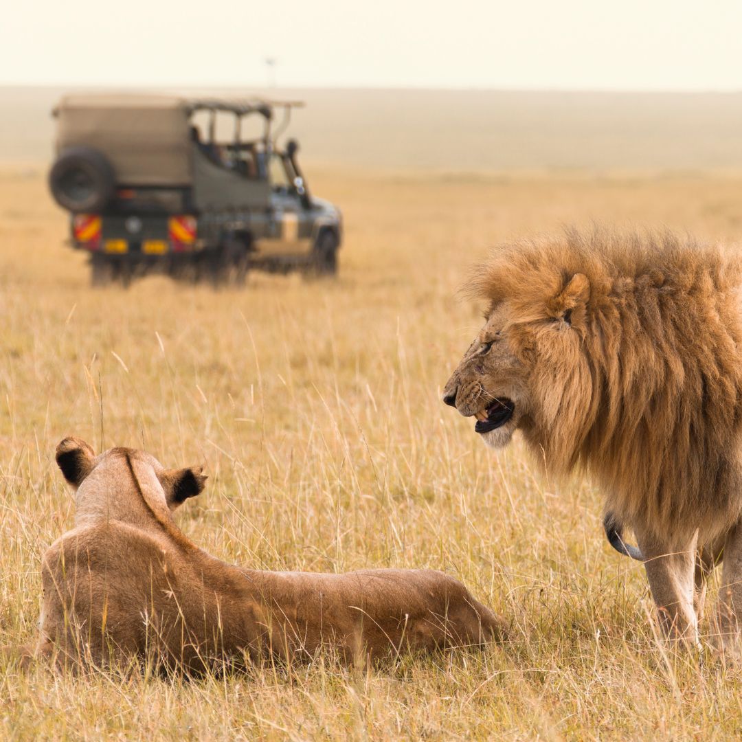 KENIA SAFARI LUNA DE MIEL