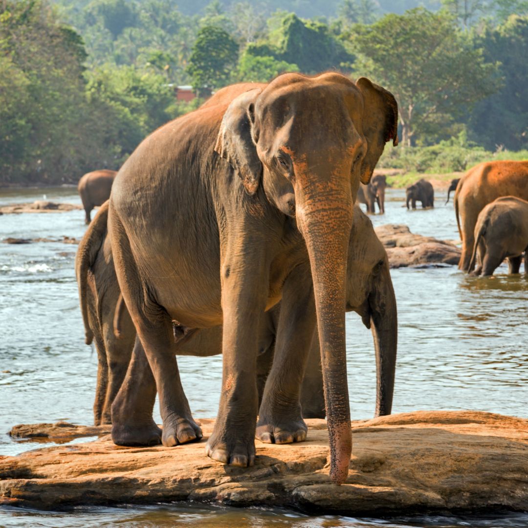 SRI LANKA LUNA DE MIEL