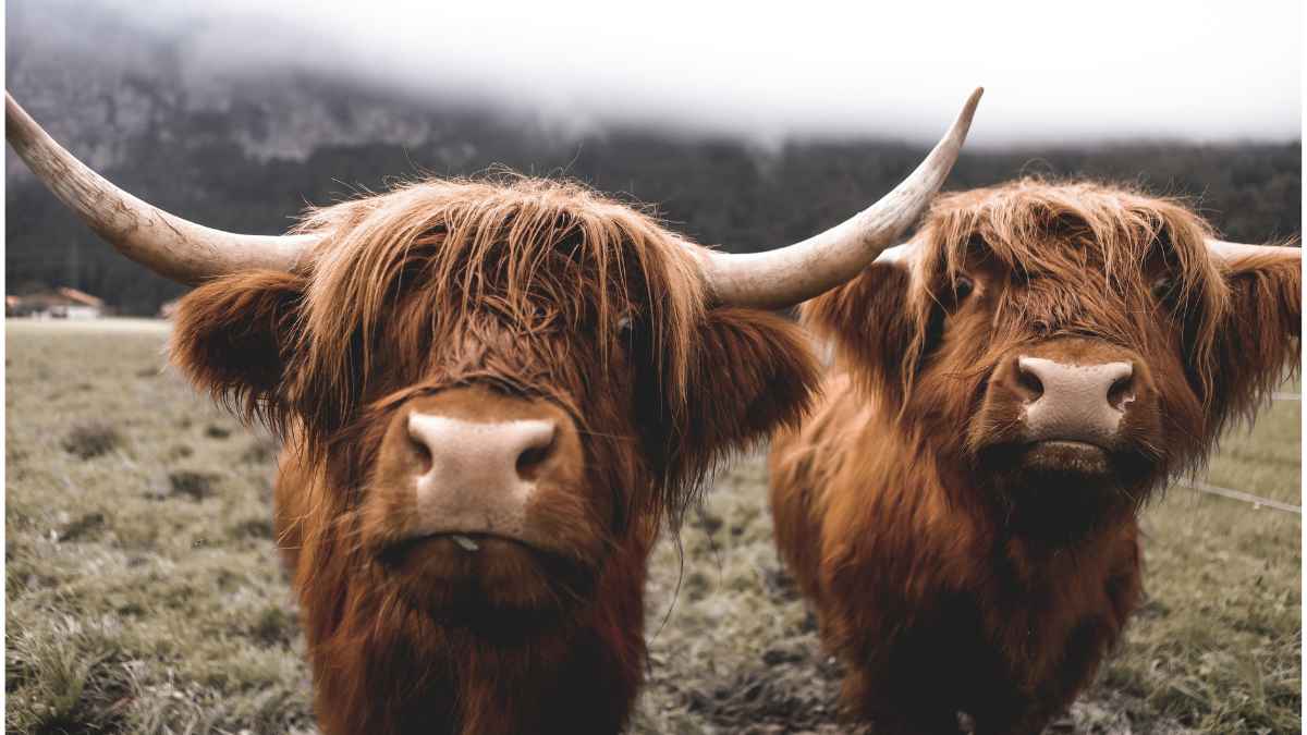 vacas-escocia