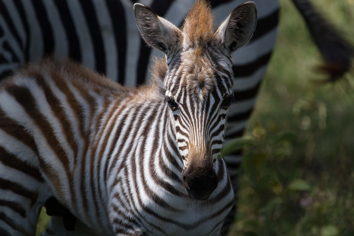 Hasta el Remoto North Luangwa