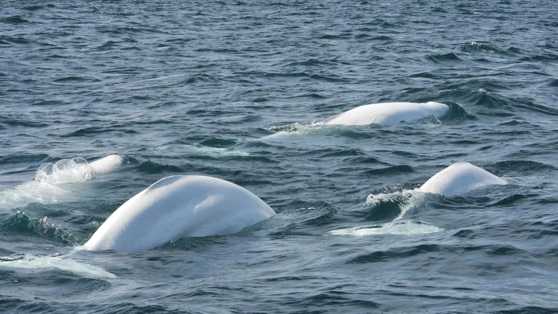 Canadá y ballenas