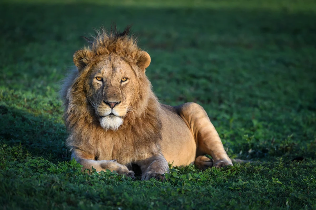 Safari en familia: mejores destinos, época y consejos prácticos.